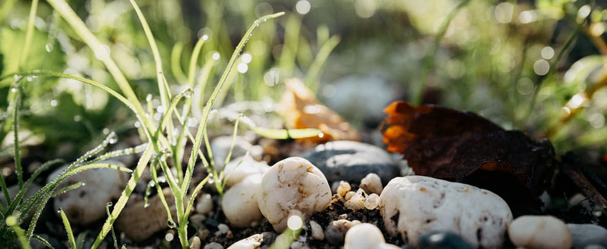 Macro of very old Cabernet Sauvignon vine, attached to metal supporting wire using traditional methods.