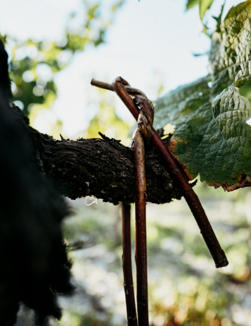 Traditional attaching method to support old vines.