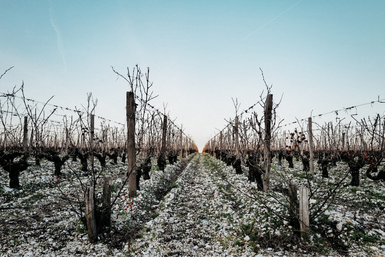View between rows of vines in winter at sunset on the plateau of Chateau Brane-Cantenac, Margaux.