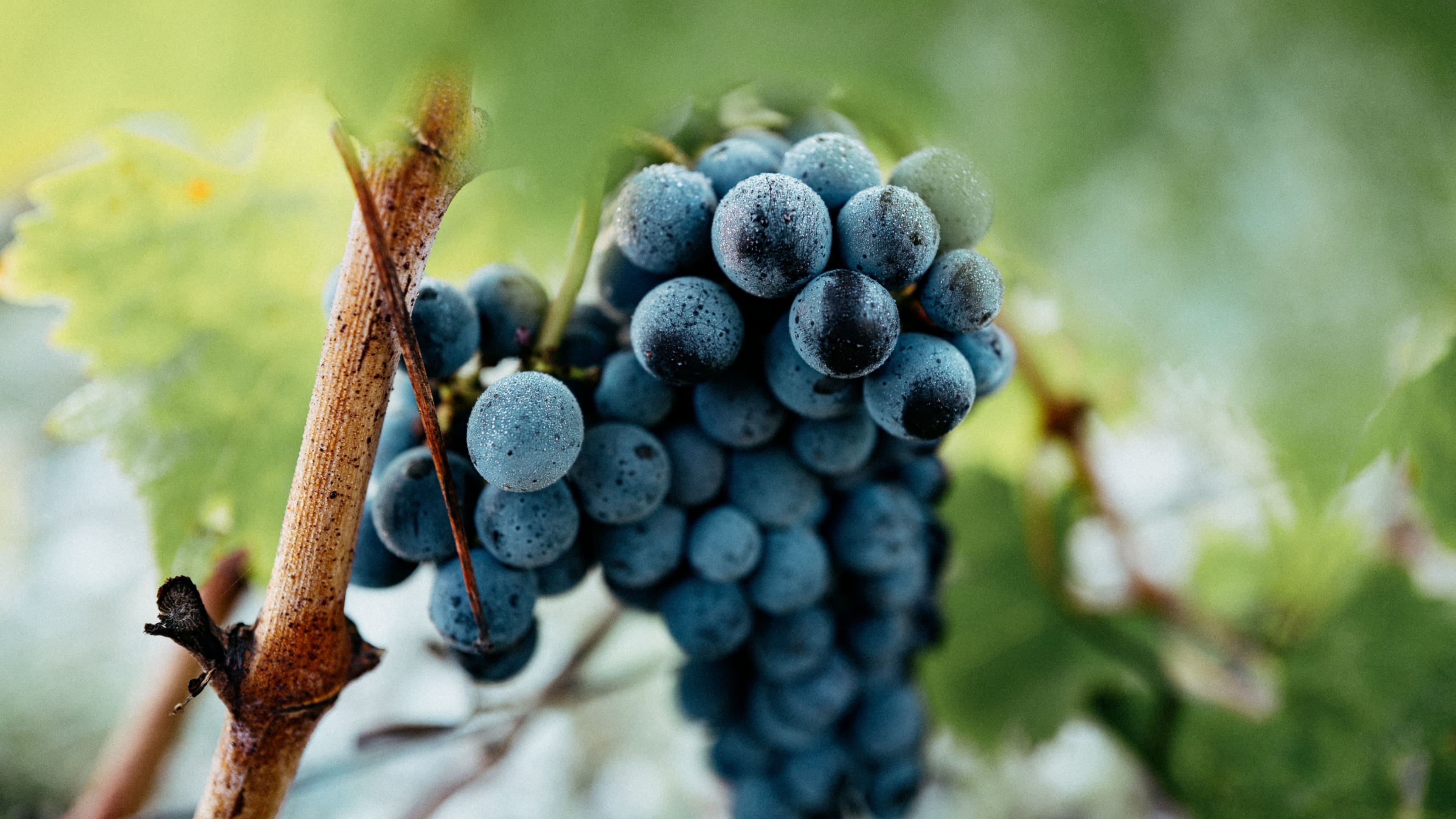 Close up of a bunch of Cabernet Sauvignon grapes at Chateau Brane-Cantenac.