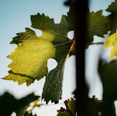 Close up of a vine leaf, lit by rising sun.