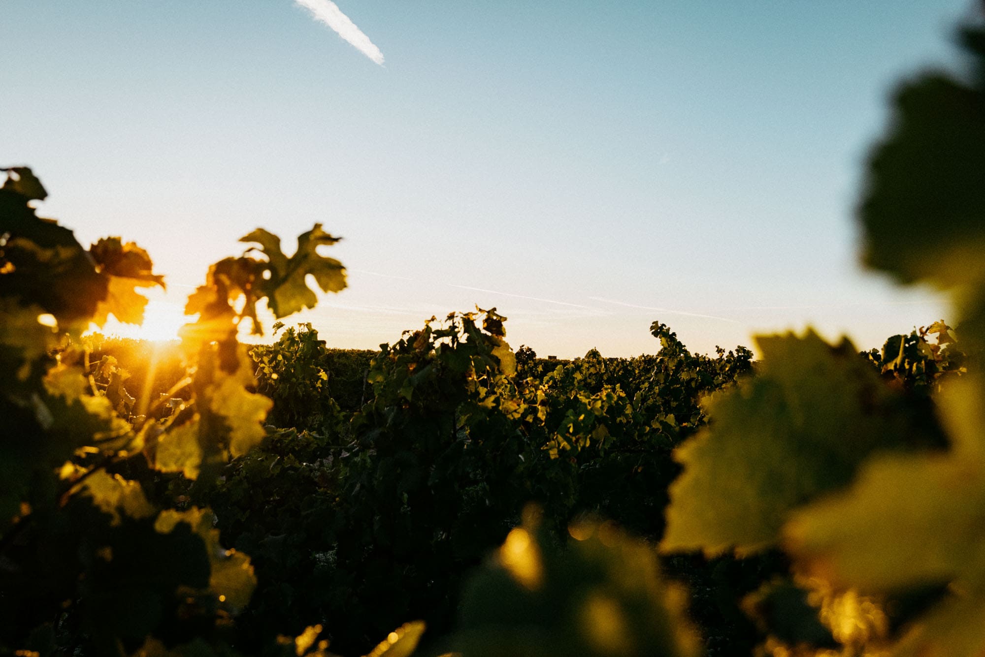 View between rows of vines on the plateau at Chateau Brane-Cantenac at sunrise.