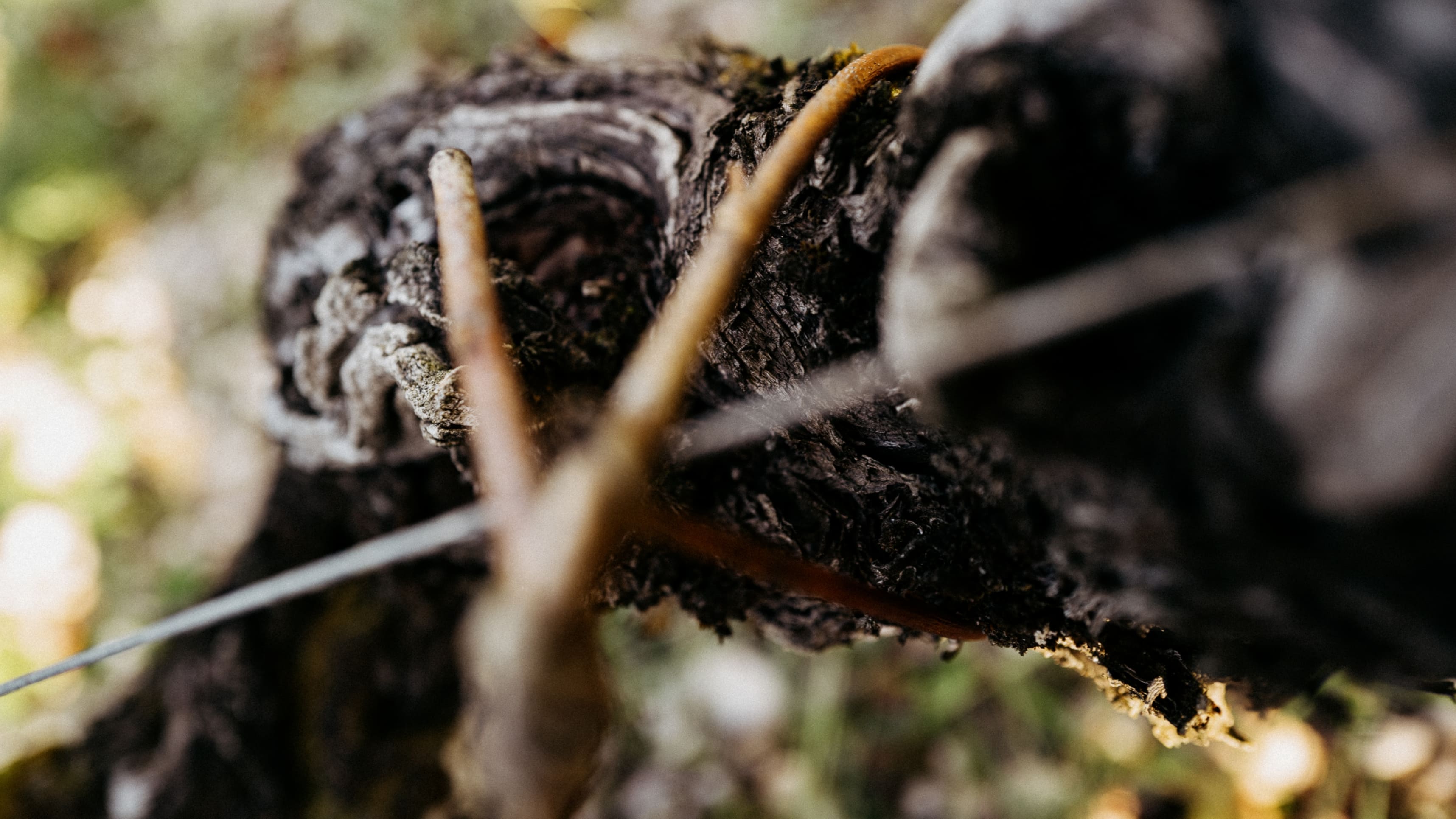Close up of an old Cabernet Sauvignon vine at Chateau Brane-Cantenac.