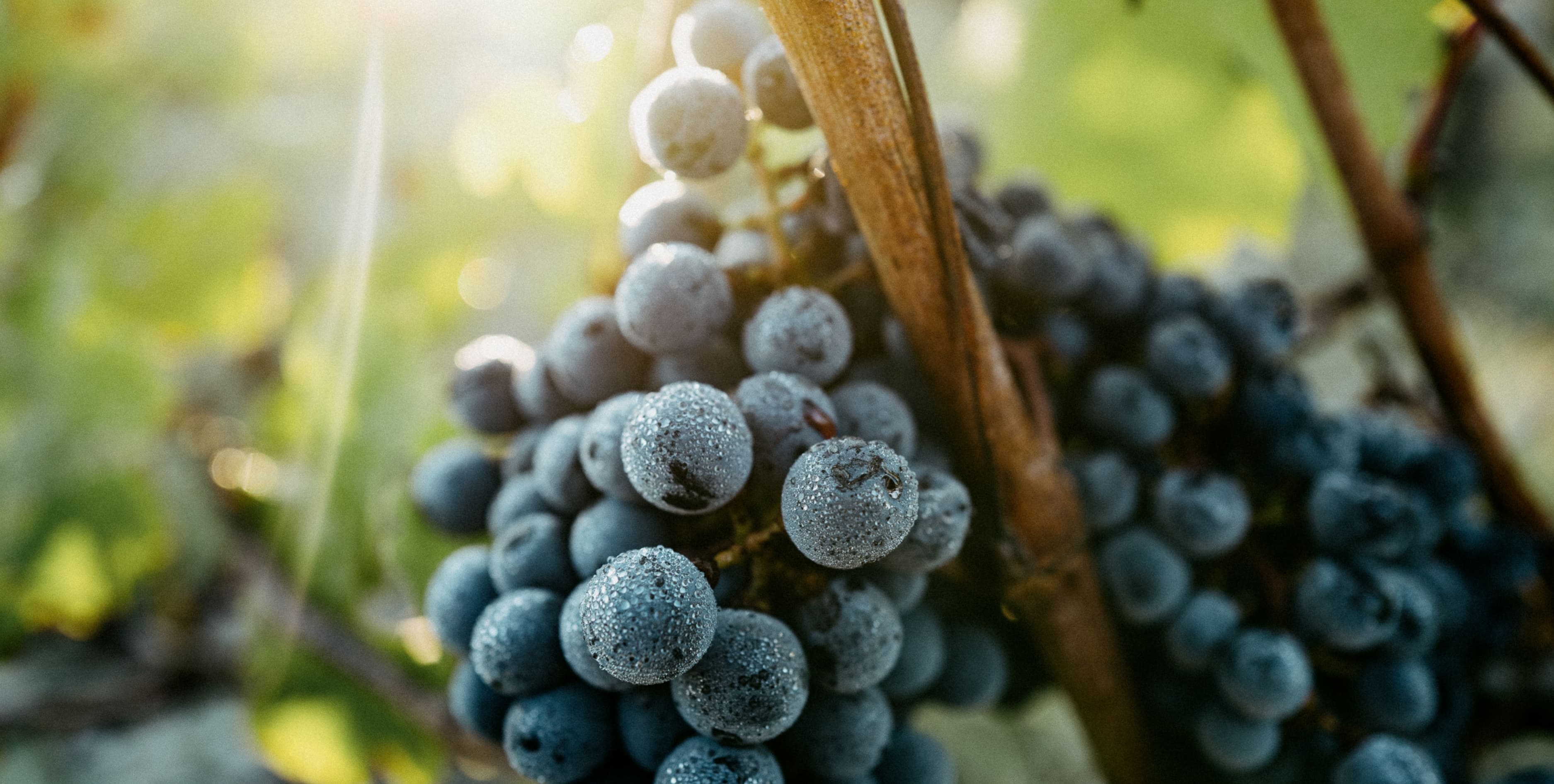Close up of a bunch of Cabernet Sauvignon grapes in the morning sun.